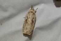 Agonopterix ocellana