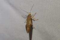 Crassa unitella