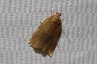 Archips rosana