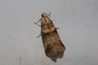 Acrobasis tumidana