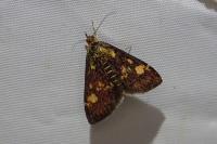 Pyrausta aurata