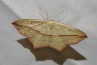 Timandra comae