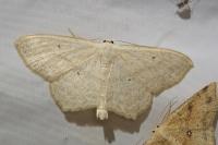 Scopula nigropunctata
