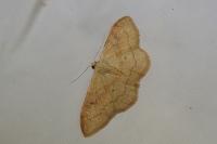 Idaea rubraria