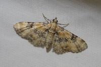 Eupithecia pulchellata