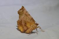 Selenia dentaria