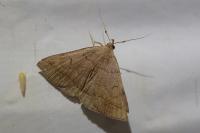 Zanclognatha lunalis