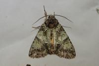 Polyphaenis sericata