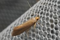 Crassa unitella