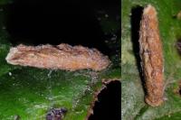 Coleophora serratella