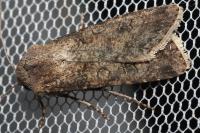 Agrotis segetum