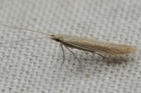Coleophora