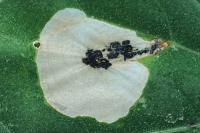 Chrysoesthia sexguttella