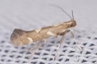 Calybites phasianipennella