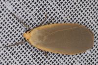 Collita griseola