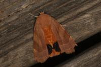 Noctua fimbriata