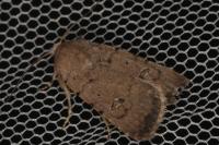 Caradrina flavirena