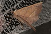 Gerinia honoraria