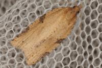 Clepsis spectrana