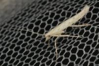 Povolnya leucapennella