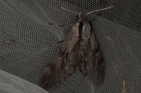 Hyloicus maurorum/pinastri