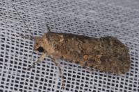 Spodoptera exigua