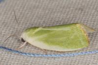 Earias clorana