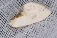 Cilix glaucata/hispanica