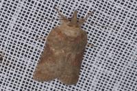 Nycteola columbana