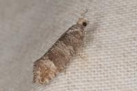 Clavigesta purdeyi/sylvestrana