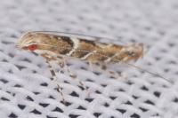 Acrocercops brongniardella