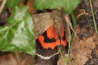 Catocala nupta