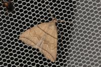Herminia grisealis