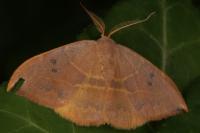 Watsonalla uncinula