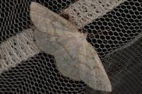 Cabera exanthemata