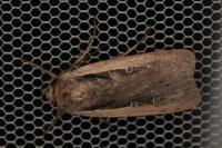 Ochropleura leucogaster