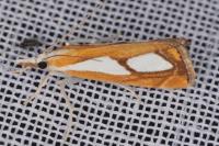 Catoptria pinella