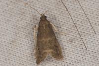 Eccopisa effractella