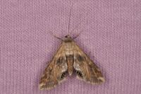 Cataclysta lemnata