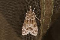 Eudonia mercurella