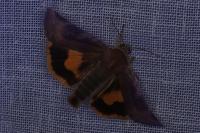 Noctua janthe