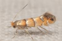 Phyllonorycter klemannella