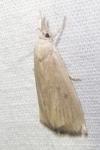 Calamotropha paludella