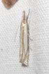 Crambus pascuella