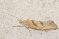 Ypsolopha
