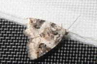 Pseudeustrotia candidula