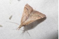 Synaphe punctalis