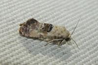 Cochylis posterana