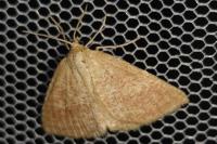 Aplasta ononaria