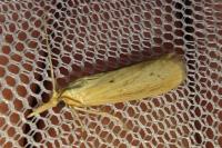 Ematheudes punctella